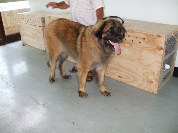 4. "One thing I cannot stress enough is how your pets are treated. While your airline will take the best possible actions, some things cannot be avoided, like the noise on the ramp. I cannot stand out there without ear protection, and imagine your pet sitting out there on the ramp waiting to be loaded onto the plane being exposed to the same amount of noise I am. Please people, think twice before flying your pets."