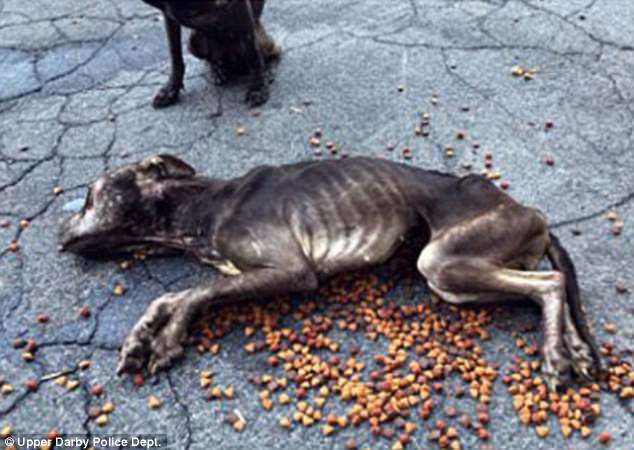 Officers feared the dog named Gracie, pictured, had died as a result of the horrific abuse