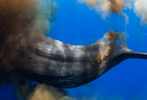Pygmy whale Pygmy whale