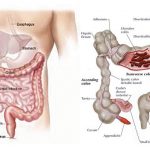 Your-Gut