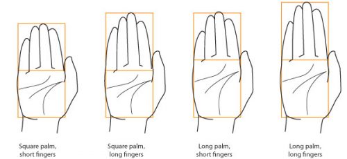 palms