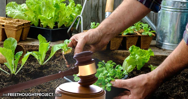vegetable-garden