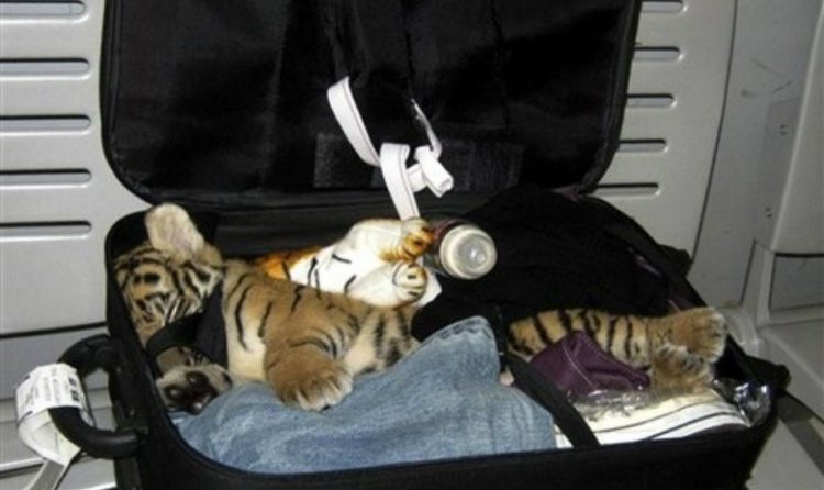 Tiger cub Tiger cub