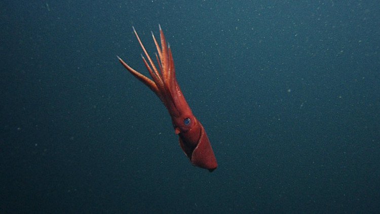Octopoteuthis Deletron Octopoteuthis Deletron