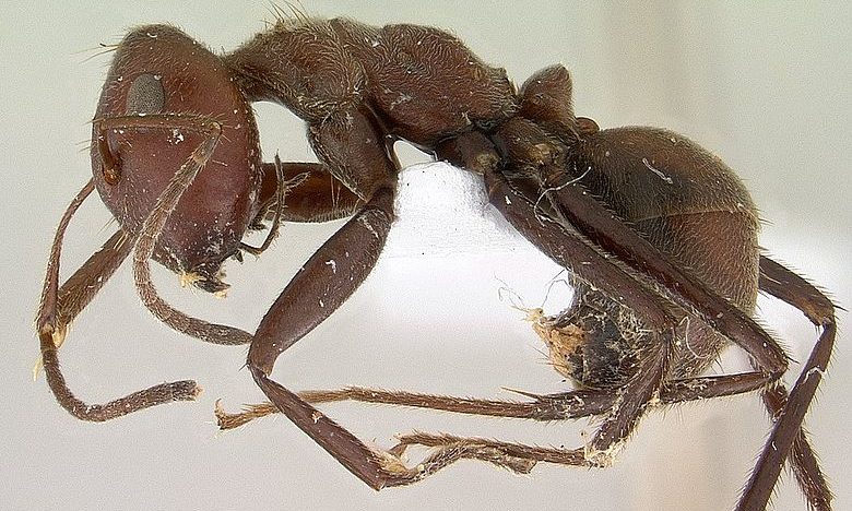 Malaysian ants Malaysian ants