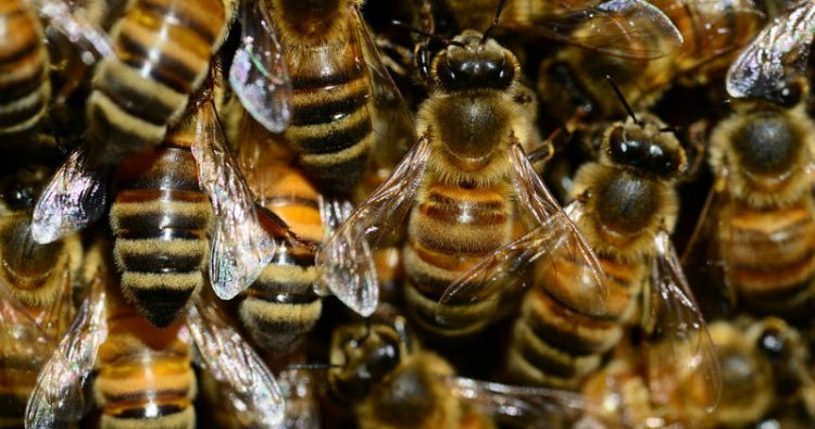 Honey bee Honey bee