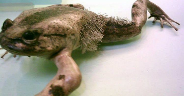 Hair frog Hair frog