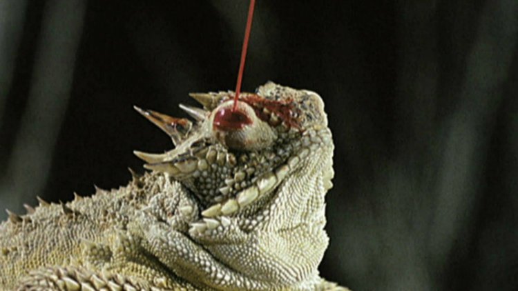 Texas horned lizard Texas horned Lizard
