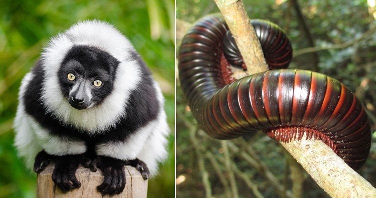 black lemur black lemur