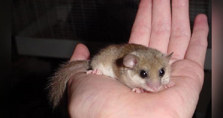 dormouse dormouse